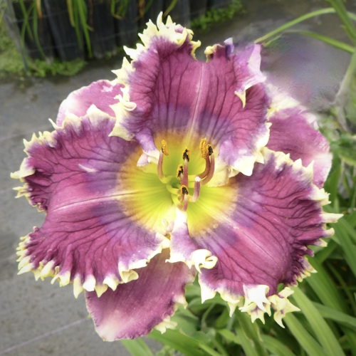 Spacecoast New World Vision - Sold Out Spacecoast New World Vision - Sold Out